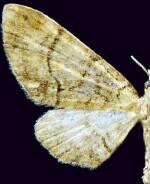 Eupithecia karenae