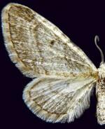 Eupithecia castellata