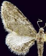 Eupithecia scabrogata
