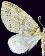 Trichopteryx veritata