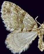 Trichopteryx veritata