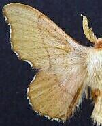 Lacosoma arizonicum