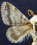 Tolype lowriei