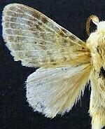 Apotolype blanchardi