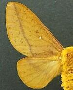 Anisota stigma