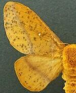 Anisota consularis