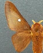 Anisota peigleri