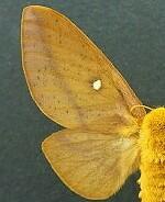Anisota peigleri