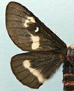 Hemileuca grotei