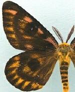 Hemileuca eglanterina