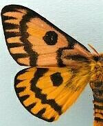 Hemileuca eglanterina