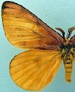 Hemileuca eglanterina