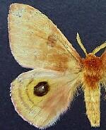 Automeris patagoniensis