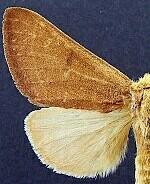 Datana modesta