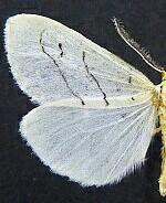 Leuculodes lacteolaria