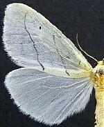 Leuculodes lacteolaria