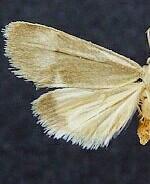 Cisthene dorsimacula