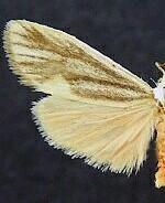 Cisthene striata
