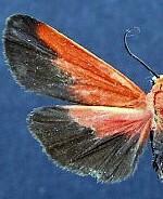 Ptychoglene coccinea