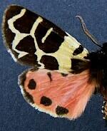 Apantesis behrii
