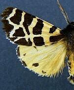 Apantesis behrii