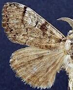 Dasychira mescalera