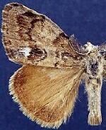 Orgyia magna