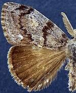 Orgyia cana