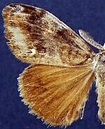 Orgyia leuschneri