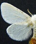 Euproctis chrysorrhoea