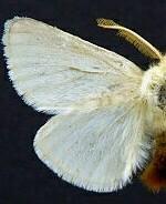 Euproctis chrysorrhoea
