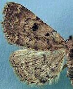 Idia aemula