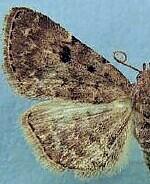 Idia aemula