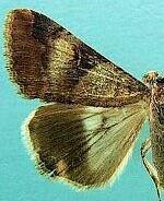 Melipotis perpendicularis