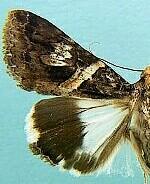 Melipotis contorta