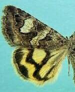 Drasteria maculosa