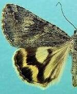 Drasteria maculosa