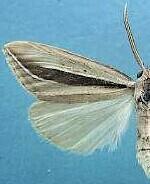 Doryodes spadaria