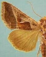 Autographa pasiphaeia