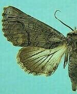Paectes declinata