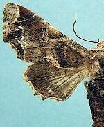 Marathyssa furcata
