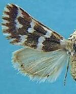 Neotarache deserticola