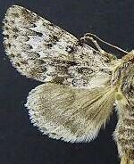 Acronicta spinea