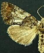 Chytonix sensilis