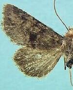 Pseudanarta exasperata