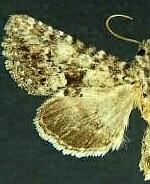 Pseudanarta perplexa