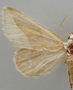 Plagiomimicus yakama
