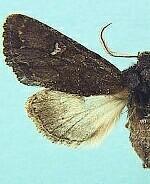 Petalumaria californica