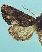 Petalumaria californica