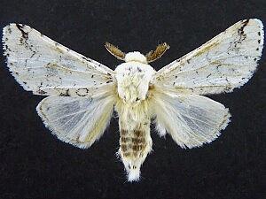 Americerura rarata